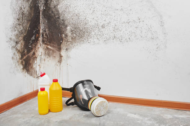 Attic Mold Removal in Orchard Homes, MT